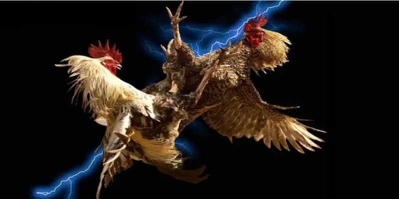 Các loại hình cược trong đá gà Manclub